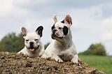 BOULEDOGUE FRANCAIS 667
